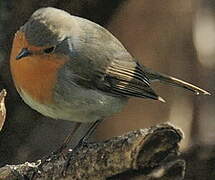 European Robin