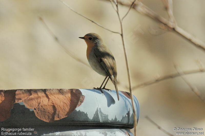 European RobinSecond year