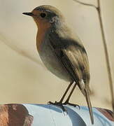 European Robin