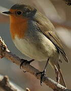 European Robin