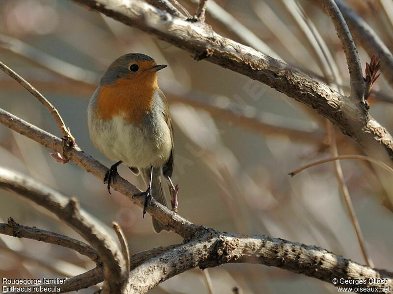 European RobinSecond year