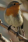 European Robin