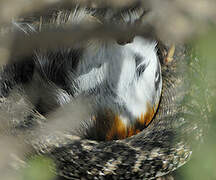 European Robin