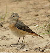 Common Redstart