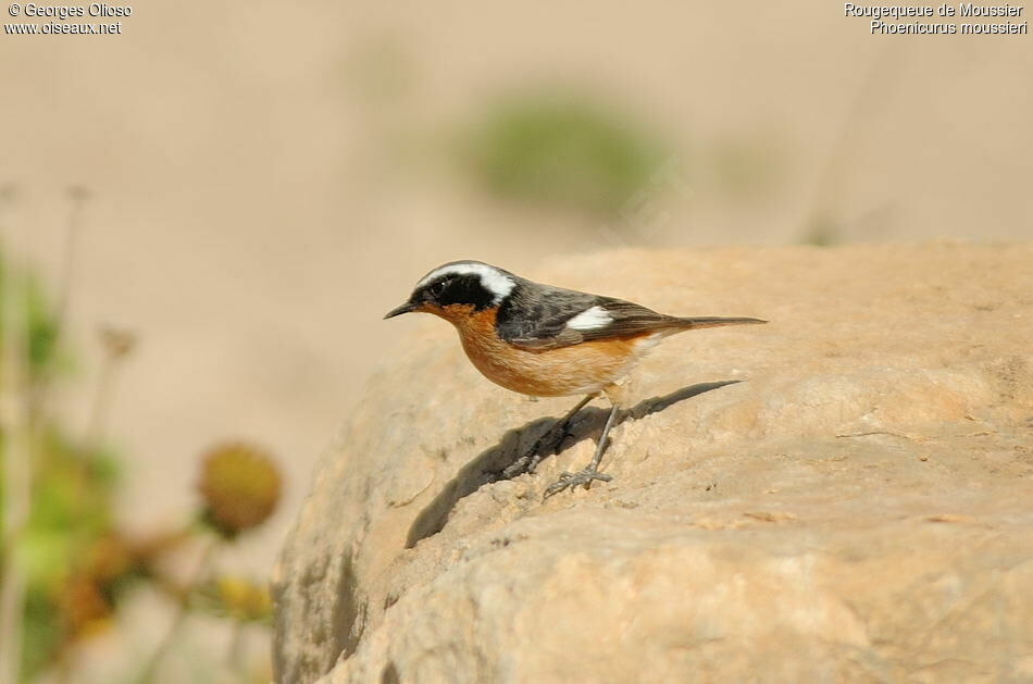 Moussier's Redstart male adult breeding