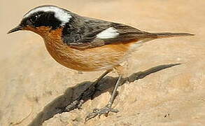 Moussier's Redstart