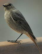 Black Redstart