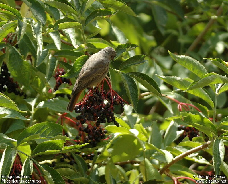 Black Redstart female adult breeding