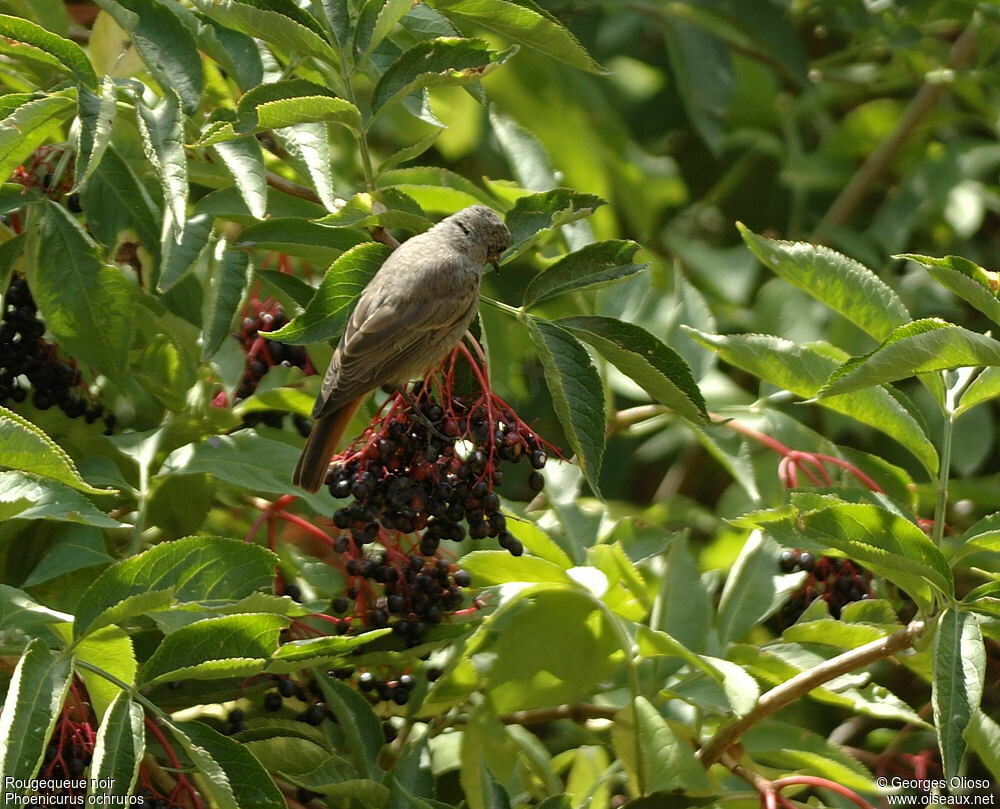 Black Redstart female adult breeding