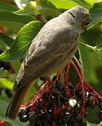 Black Redstart