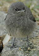 Black Redstart