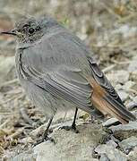 Black Redstart