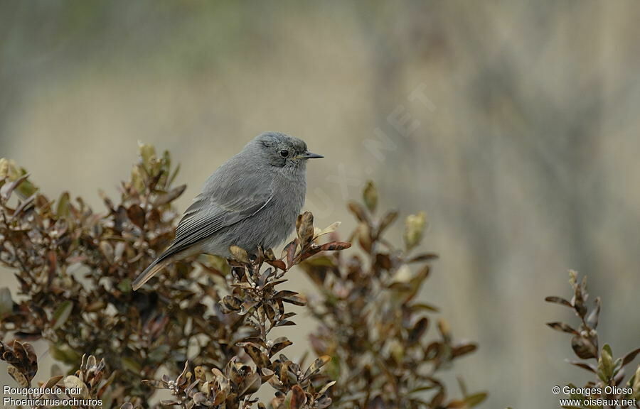 Black RedstartFirst year