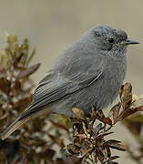 Black Redstart