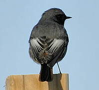 Black Redstart