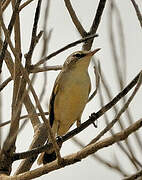 Basra Reed Warbler