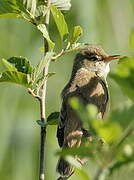 Common Reed Warbler