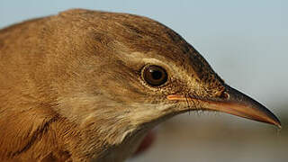 Great Reed Warbler