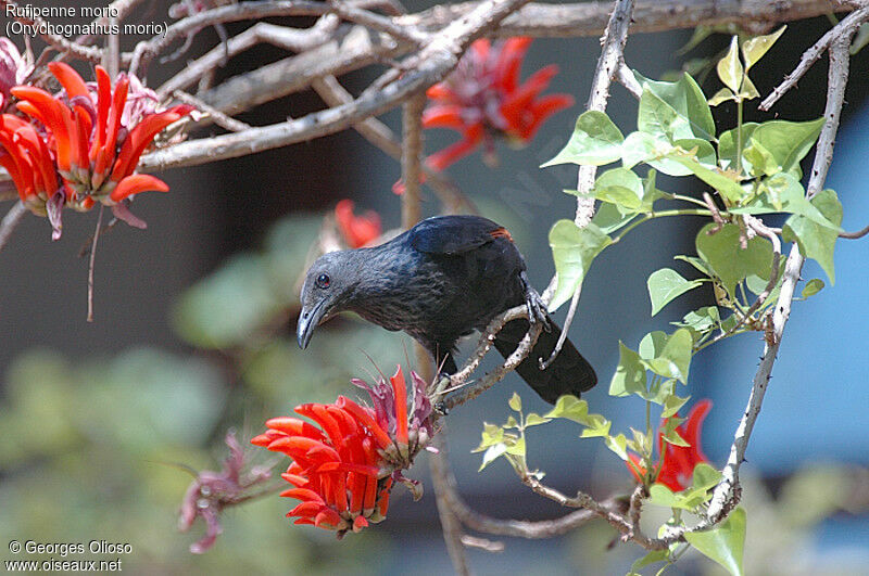 Red-winged Starling