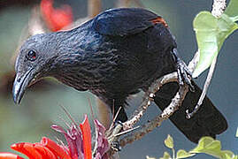 Red-winged Starling