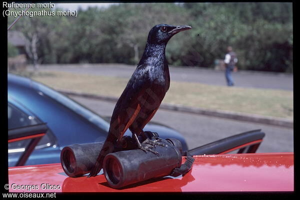 Red-winged Starling