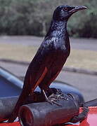 Red-winged Starling