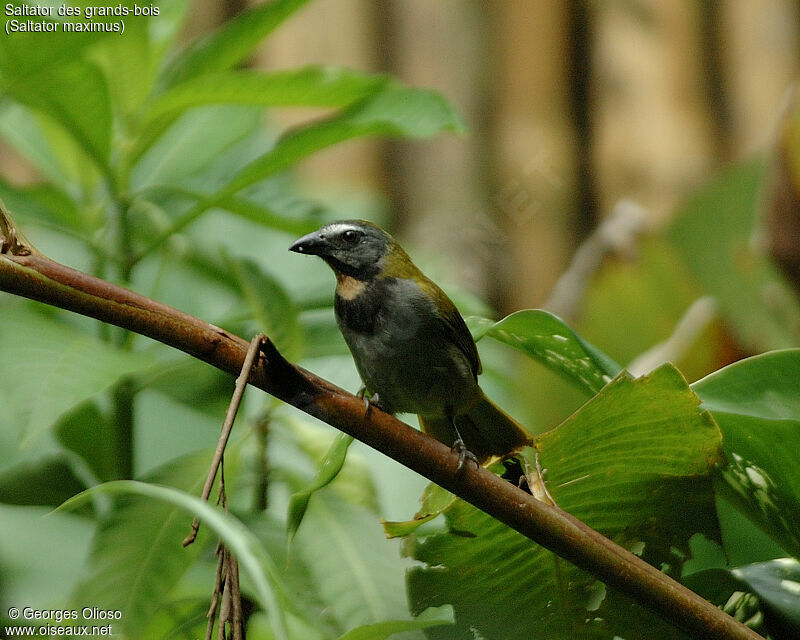 Buff-throated Saltator