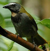 Buff-throated Saltator