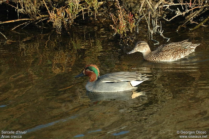 Eurasian Teal adult post breeding