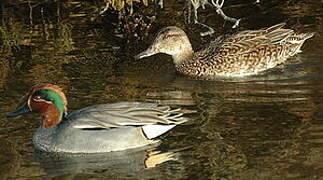 Eurasian Teal