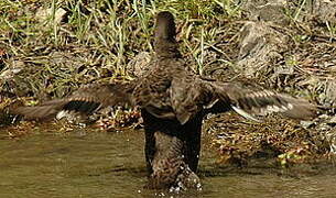 Brown Teal