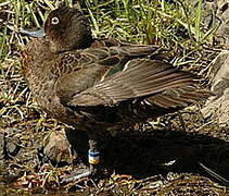 Brown Teal