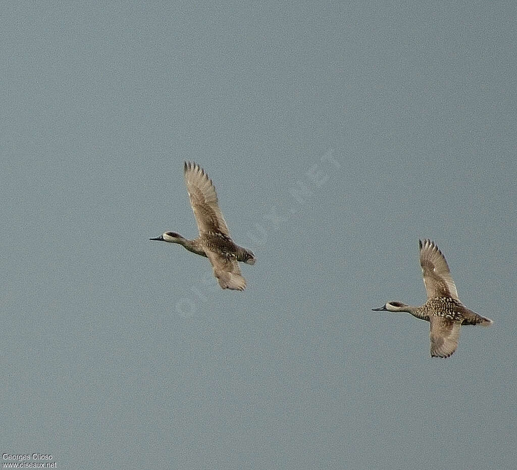 Marbled Duckadult breeding, Flight