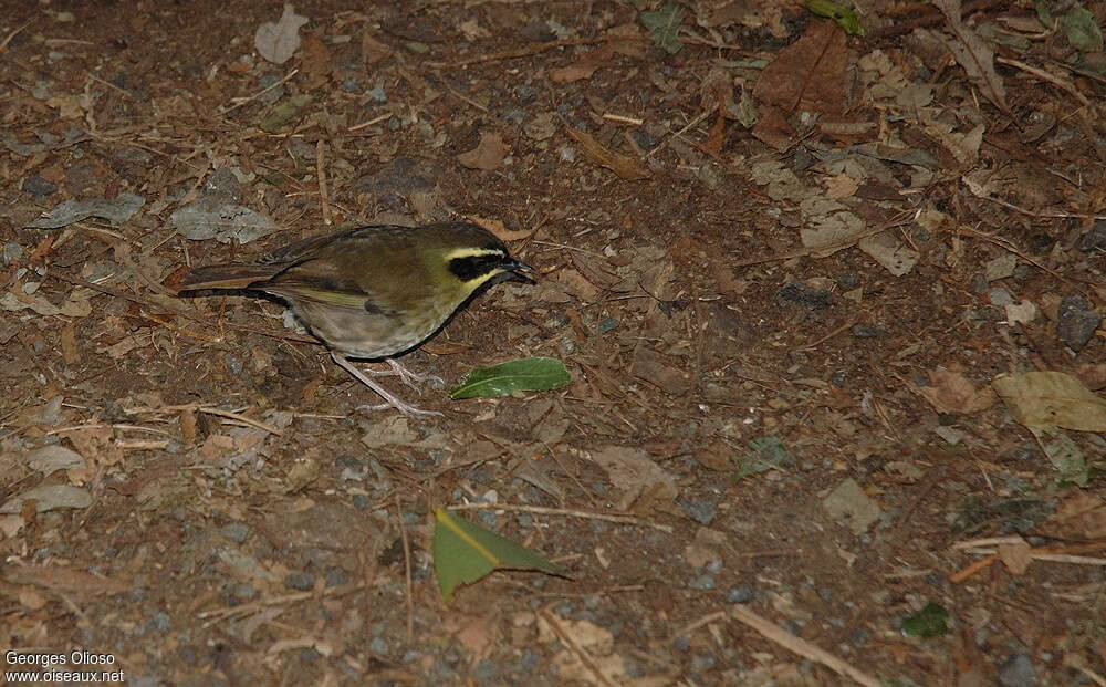 Séricorne à gorge jaune