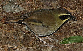 Yellow-throated Scrubwren