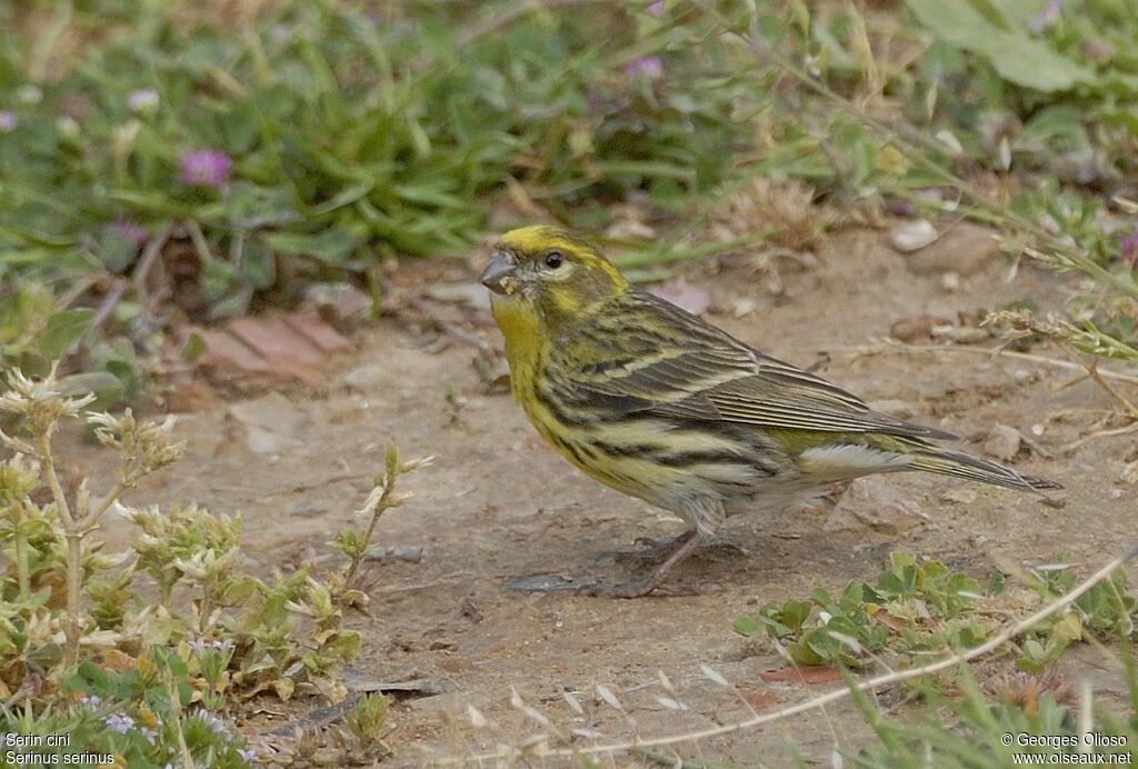 European Serin male adult breeding, identification