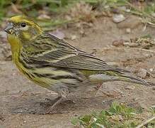 European Serin