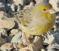 Atlantic Canary