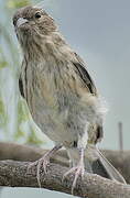 Serin des Canaries