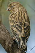 Atlantic Canary