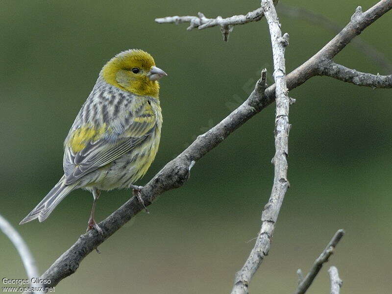 Serin des Canaries mâle adulte nuptial, identification