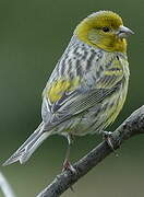 Serin des Canaries