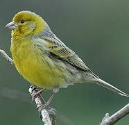 Serin des Canaries