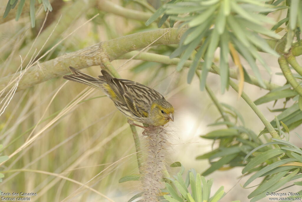 Atlantic Canary female adult breeding, identification, feeding habits, Behaviour