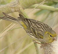 Serin des Canaries