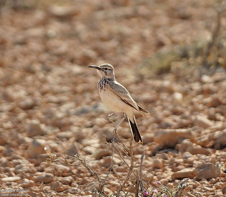 Greater Hoopoe-Lark male adult breeding, identification