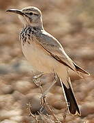 Greater Hoopoe-Lark