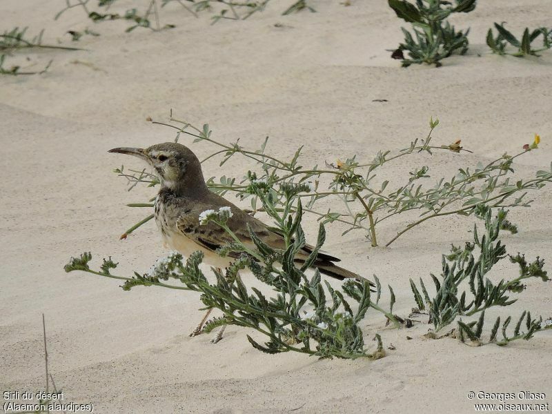 Greater Hoopoe-Larkadult breeding, identification