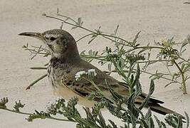 Greater Hoopoe-Lark