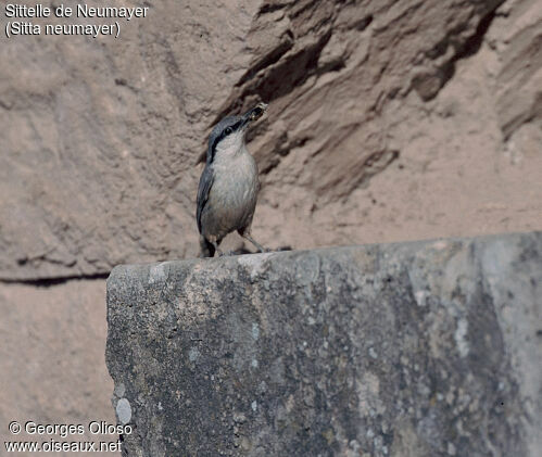 Western Rock Nuthatch